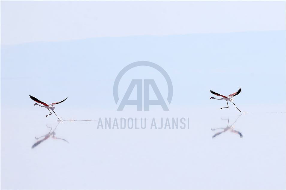 Burung flamingo di Danau Tuz, Turki