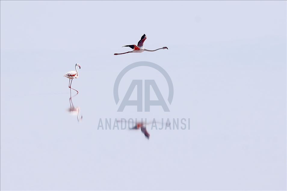 Burung flamingo di Danau Tuz, Turki