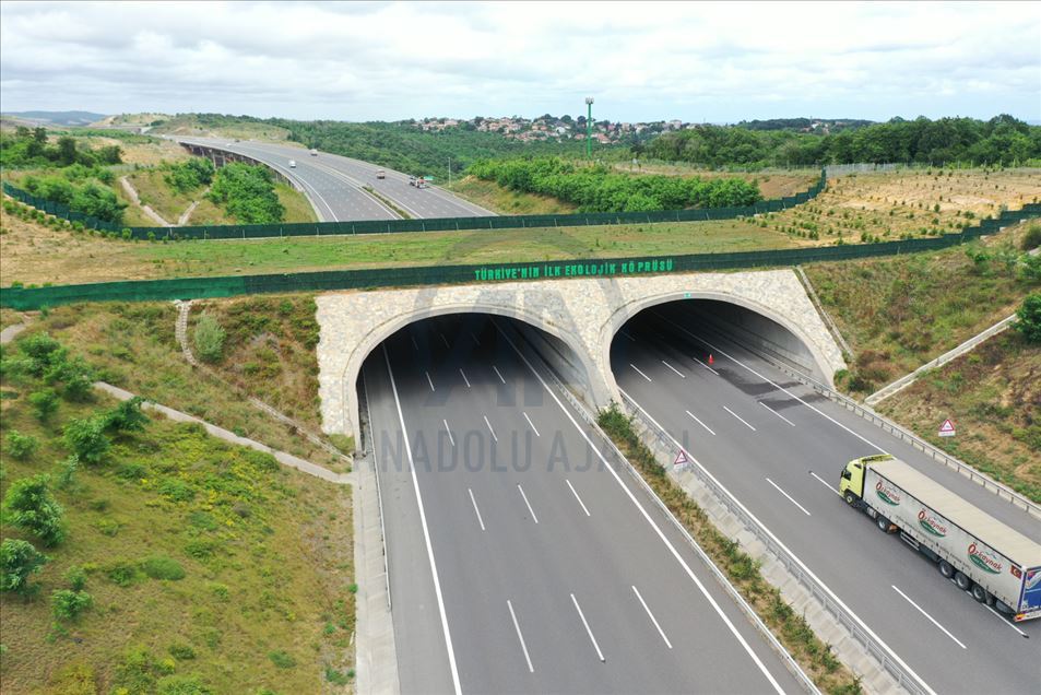 "Puentes para animales salvajes", una estrategia turca para evitar accidentes