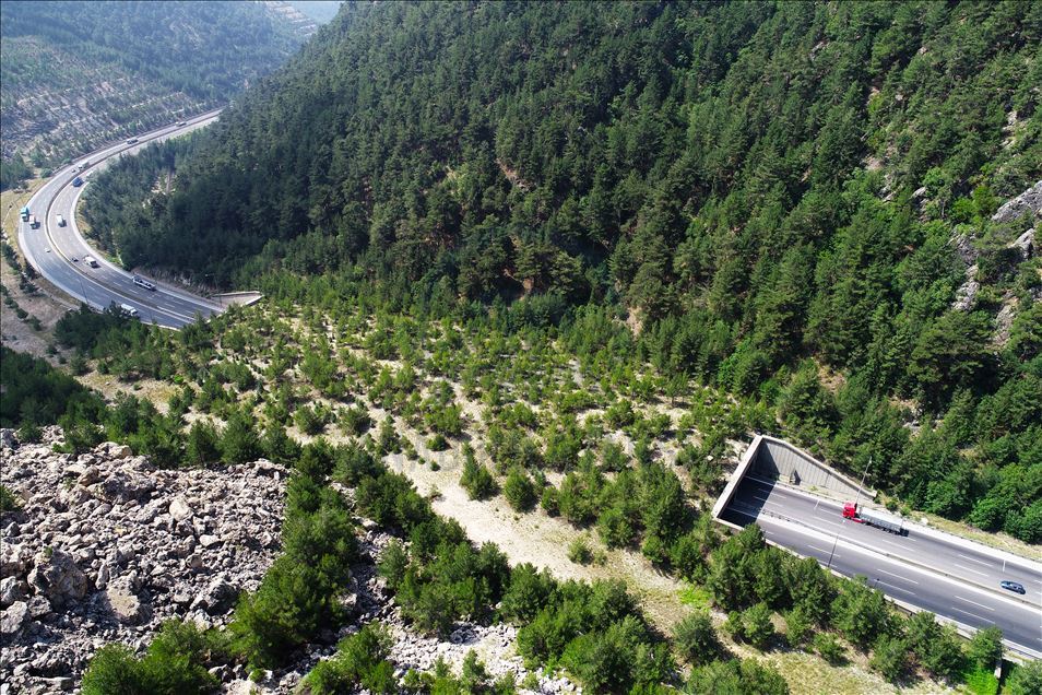 Safe passage route of wild animals in Turkey: Ecological bridges