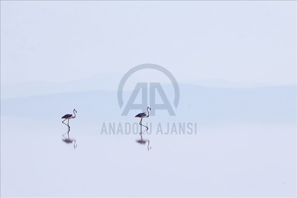 Burung flamingo di Danau Tuz, Turki