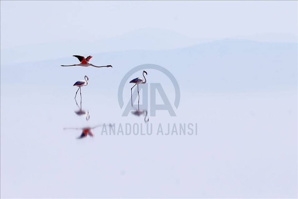 Burung flamingo di Danau Tuz, Turki