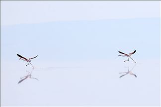 Kawanan burung flamingo di Danau Tuz, Turki