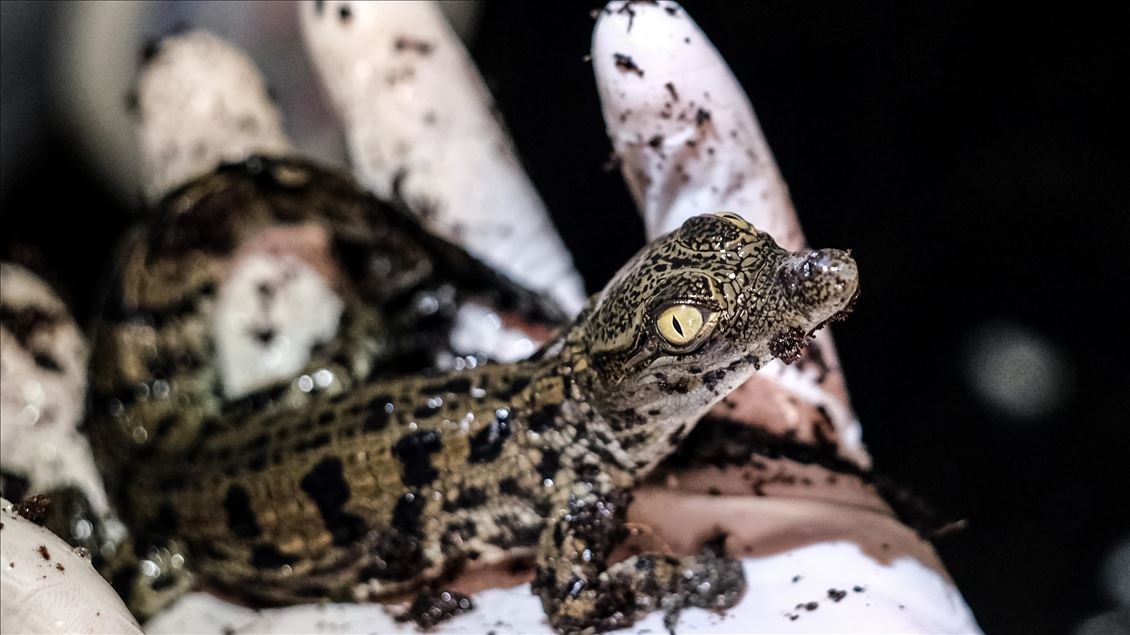 Baby Nile crocodiles hatched in Istanbul