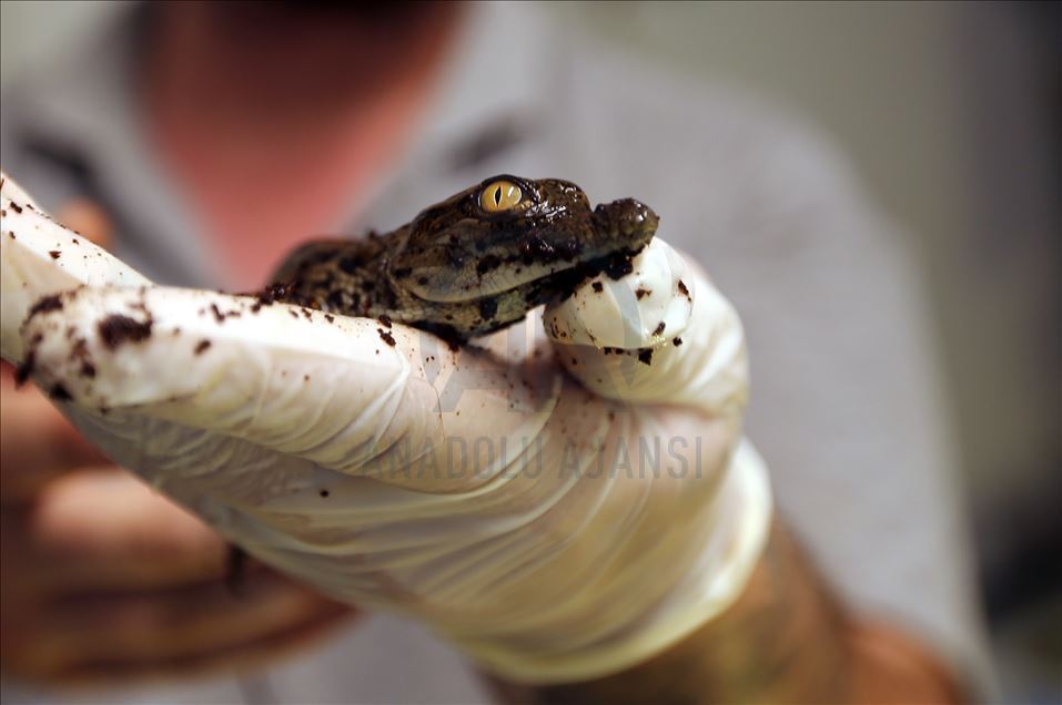 Baby Nile crocodiles hatched in Istanbul