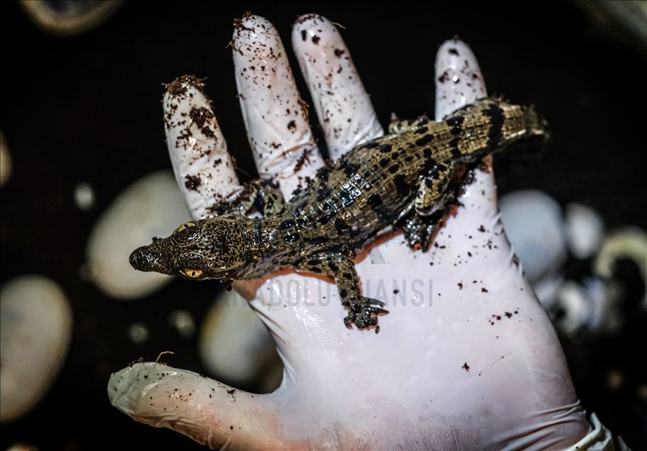 Baby Nile crocodiles hatched in Istanbul