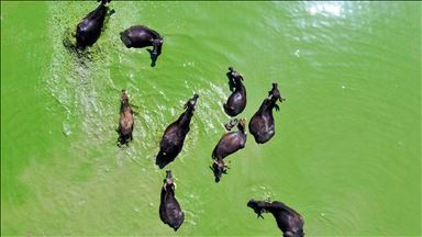 Water buffaloes in river of Turkey's Mus