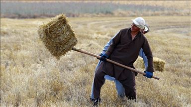 ادامه عملیات برداشت گندم در پایتخت ترکیه