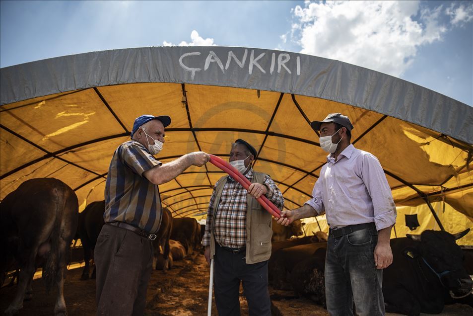 Ankara'da kurbanlıklar alıcılarını bekliyor