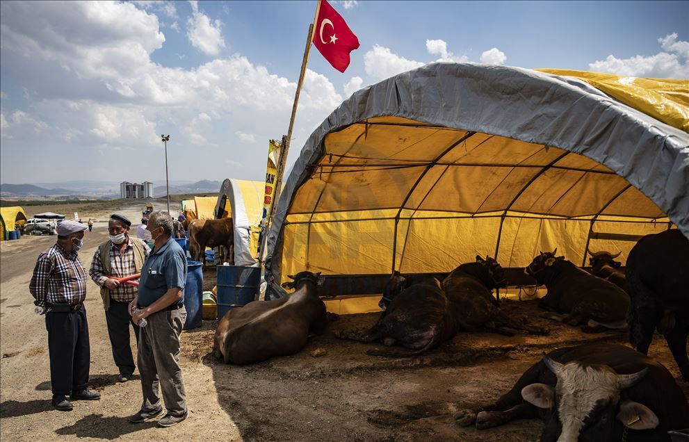 Ankara'da kurbanlıklar alıcılarını bekliyor