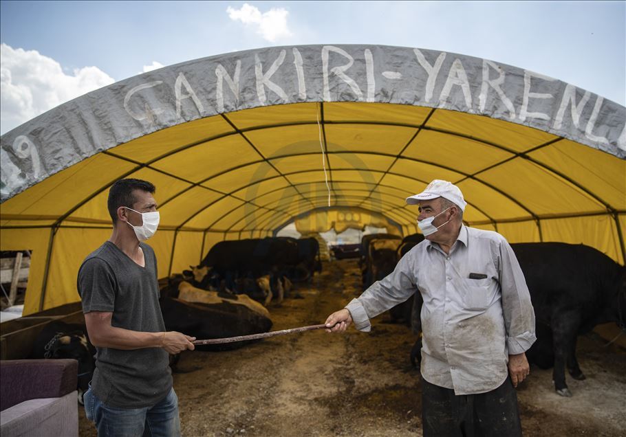 Ankara'da kurbanlıklar alıcılarını bekliyor