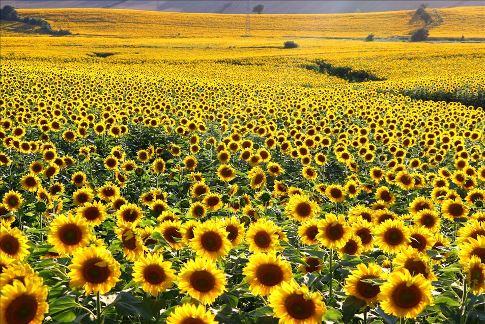 "Sarı gelin"ler fotoğraf tutkunlarını ağırlıyor