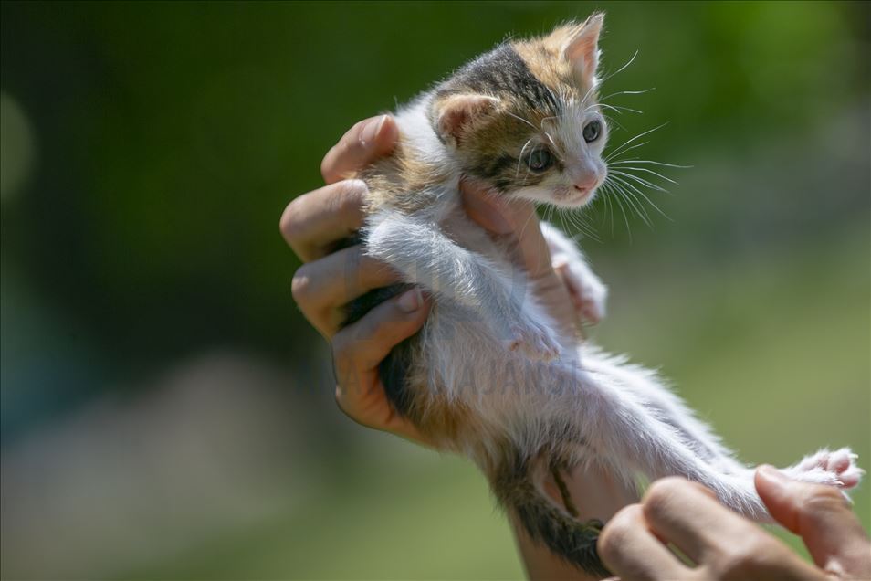Anne kediler için “stres odaları” hazırlandı
