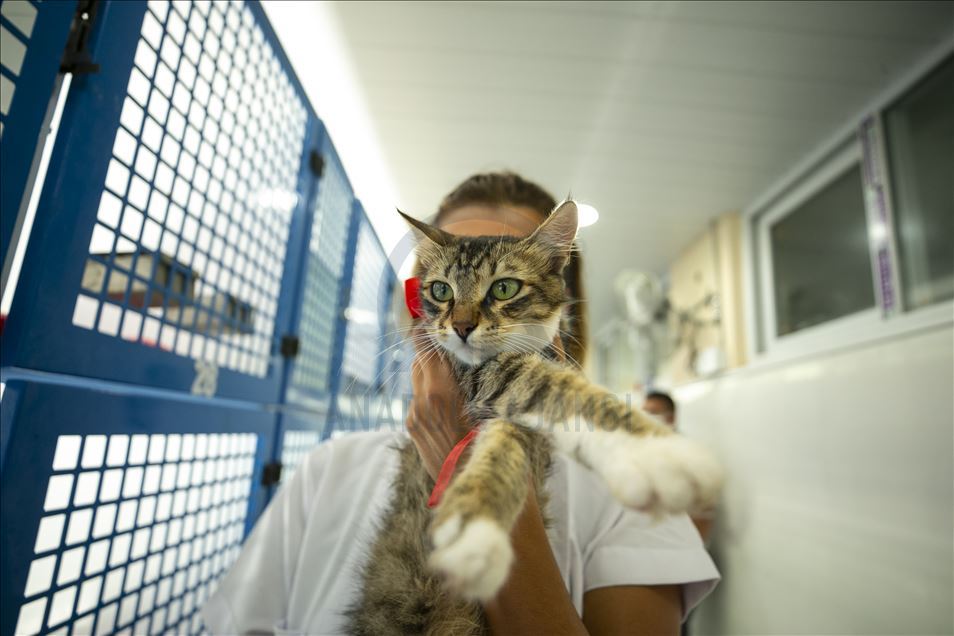 Anne kediler için “stres odaları” hazırlandı