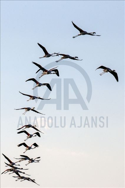 Dikilitaş Göleti, göçmen kuşlara ev sahipliği yapmaya başladı