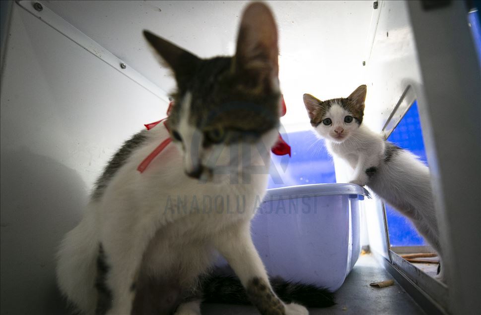Anne kediler için “stres odaları” hazırlandı