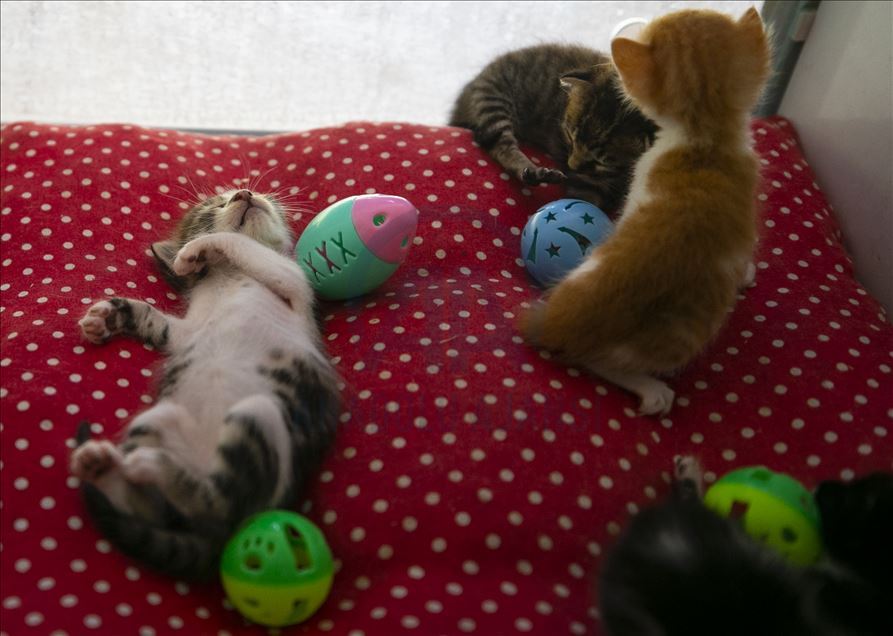 Anne kediler için “stres odaları” hazırlandı