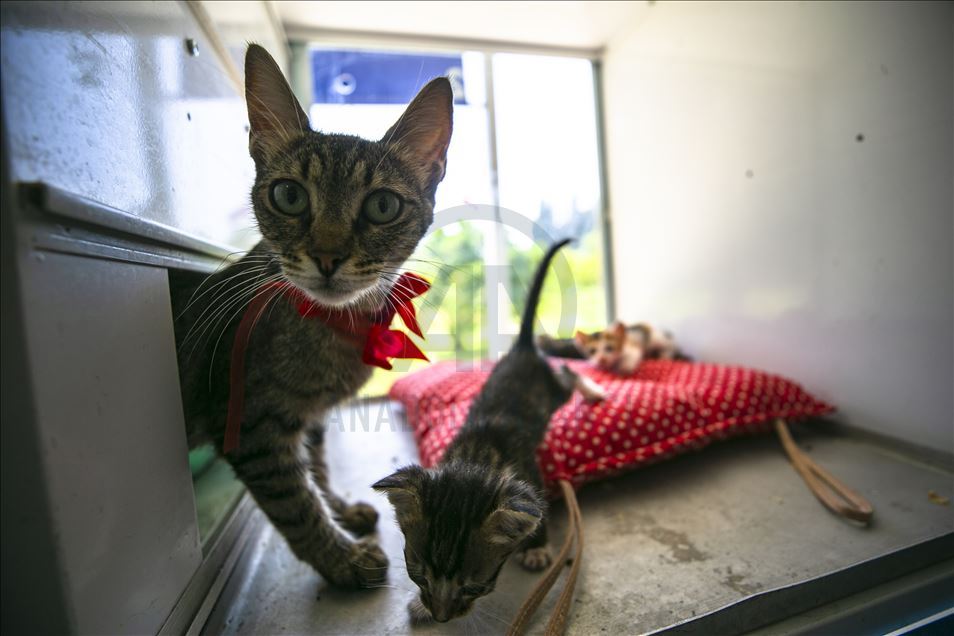 Anne kediler için “stres odaları” hazırlandı