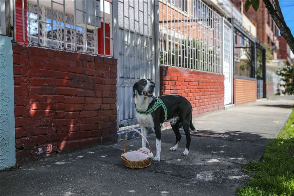 Bogota'da pandemi döneminde sahibine yiyecek götüren köpek; Nino
