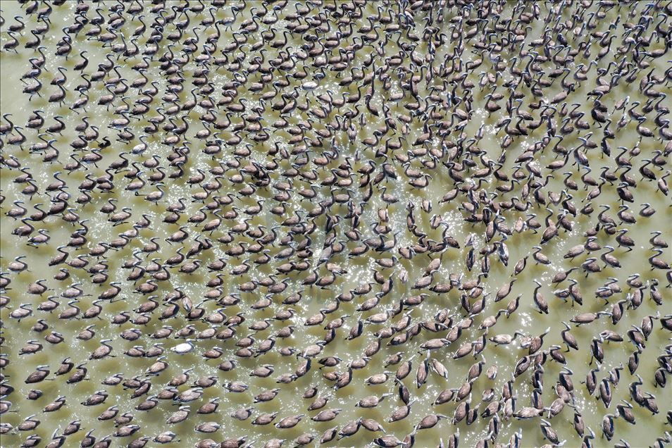 Terbang perdana ribuan anak flamingo di Izmir