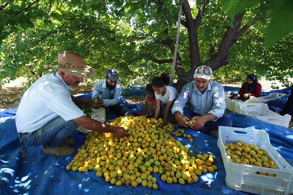 "Dünyanın kayısı başkenti"nde hasat sürüyor
