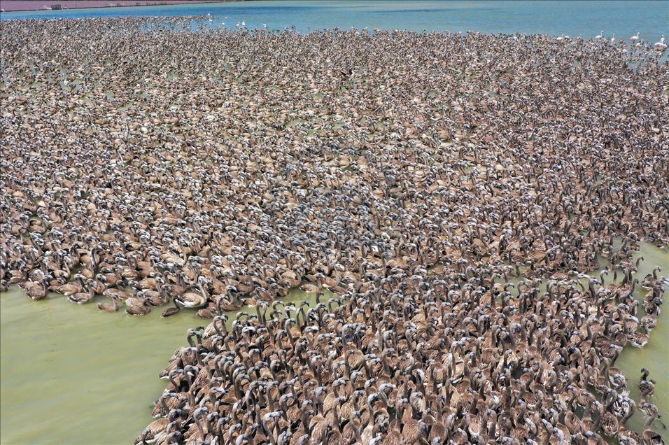 Terbang perdana ribuan anak flamingo di Izmir
