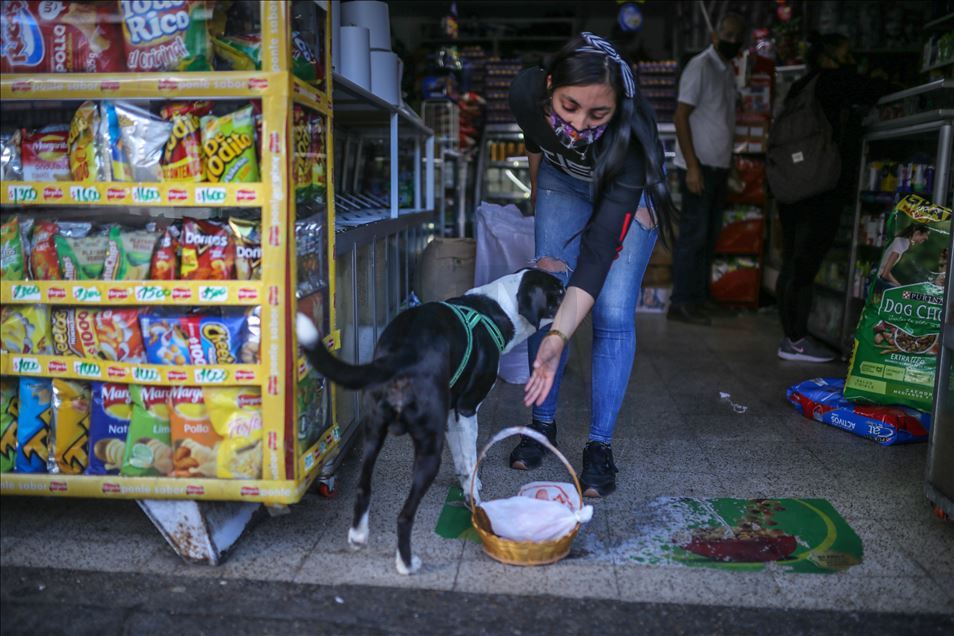 Bogota'da pandemi döneminde sahibine yiyecek götüren köpek; Nino