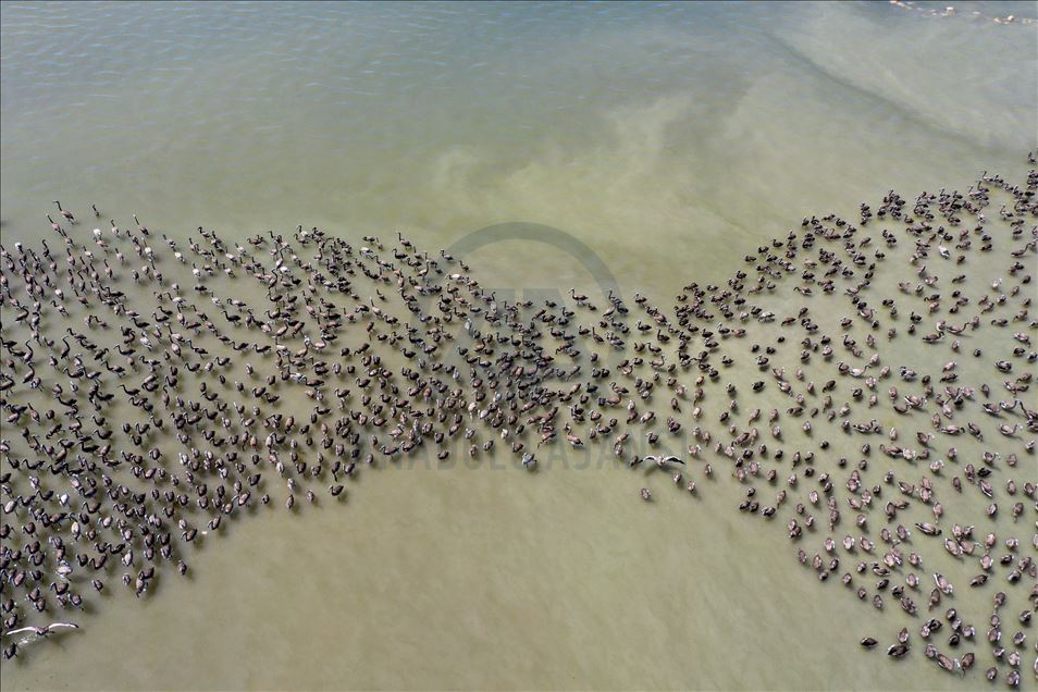 Terbang perdana ribuan anak flamingo di Izmir
