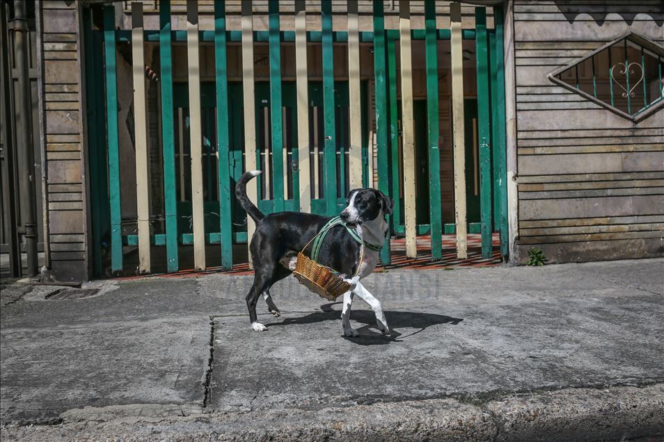 Bogota'da pandemi döneminde sahibine yiyecek götüren köpek; Nino