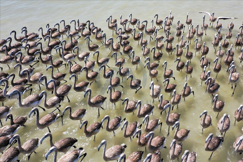 Terbang perdana ribuan anak flamingo di Izmir