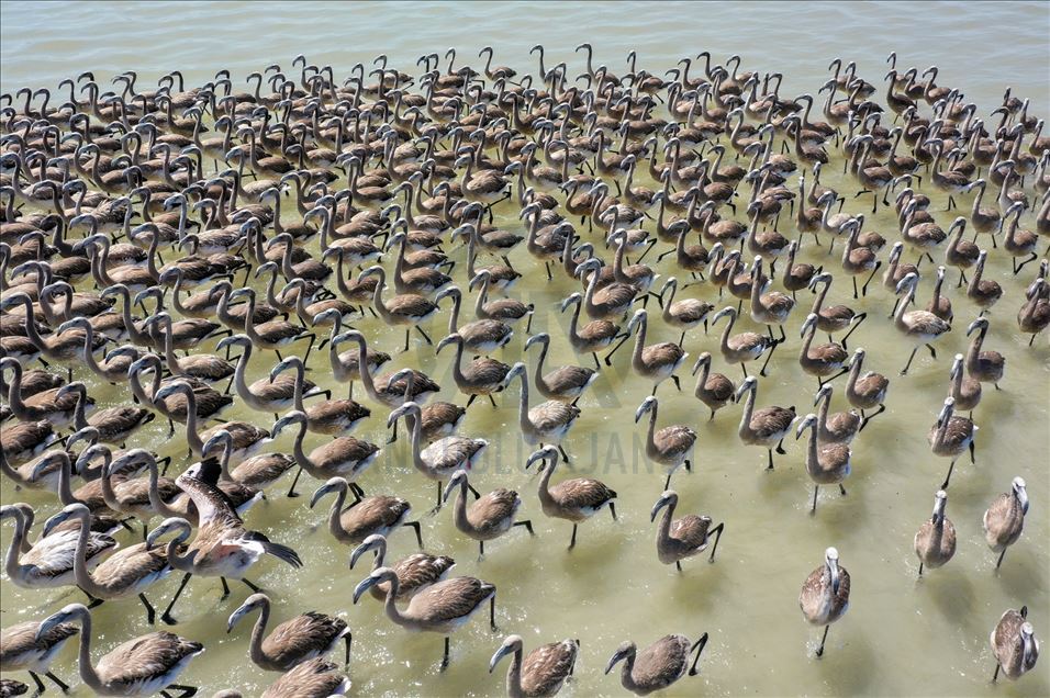 Terbang perdana ribuan anak flamingo di Izmir