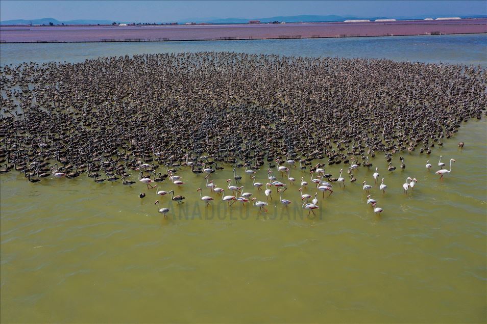 Terbang perdana ribuan anak flamingo di Izmir