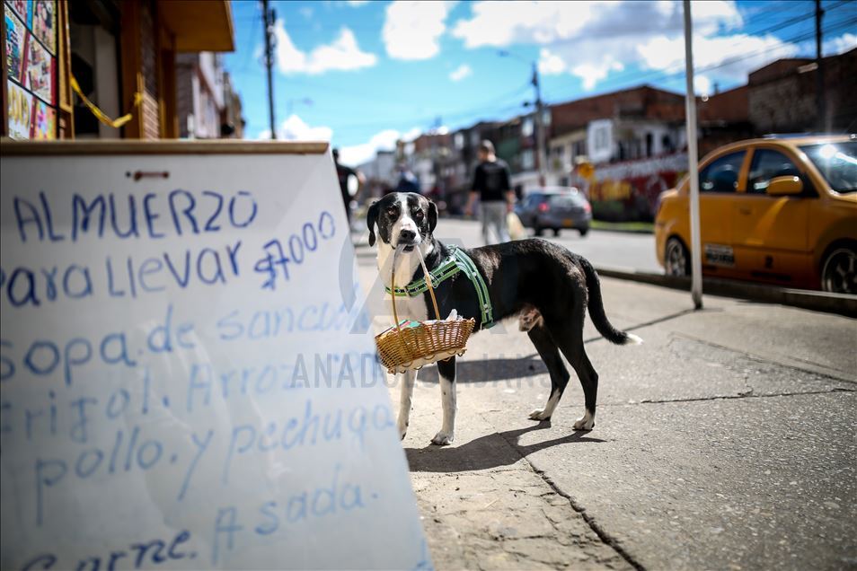 Bogota'da pandemi döneminde sahibine yiyecek götüren köpek; Nino