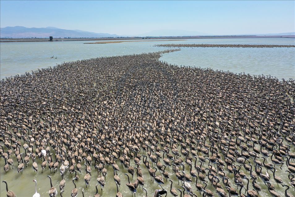 Terbang perdana ribuan anak flamingo di Izmir