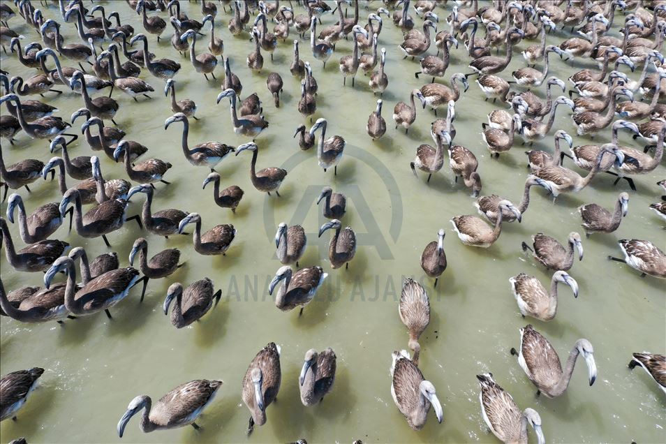 Terbang perdana ribuan anak flamingo di Izmir