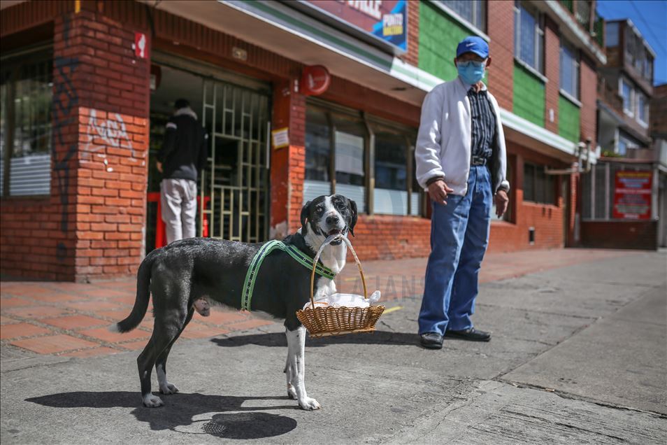 Bogota'da pandemi döneminde sahibine yiyecek götüren köpek; Nino