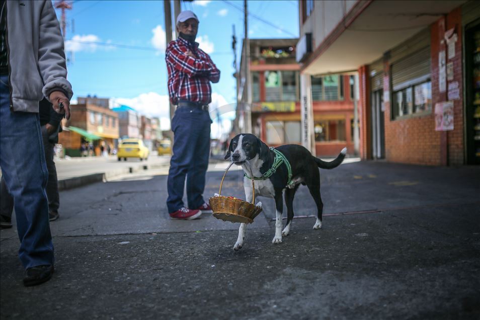 Bogota'da pandemi döneminde sahibine yiyecek götüren köpek; Nino
