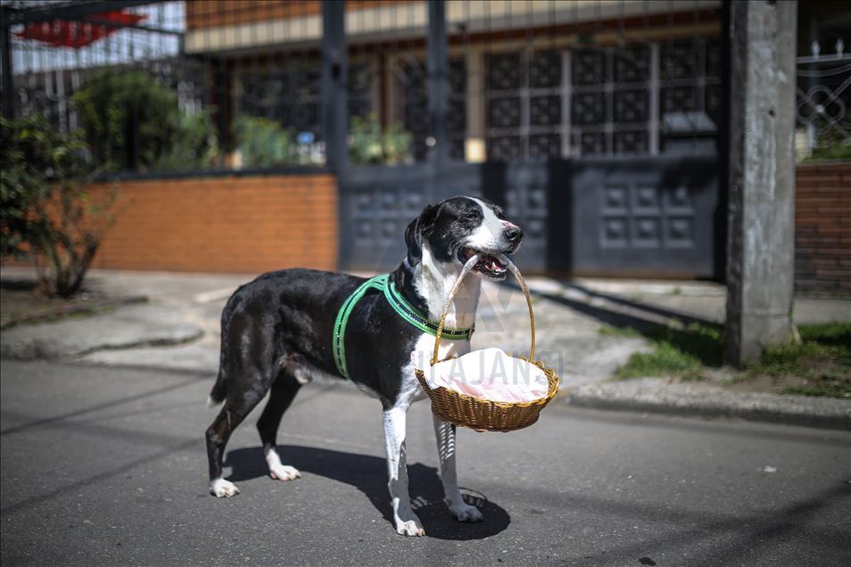 Bogota'da pandemi döneminde sahibine yiyecek götüren köpek; Nino
