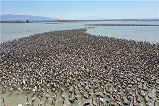 Proses terbang anak burung Flamingo di Turki