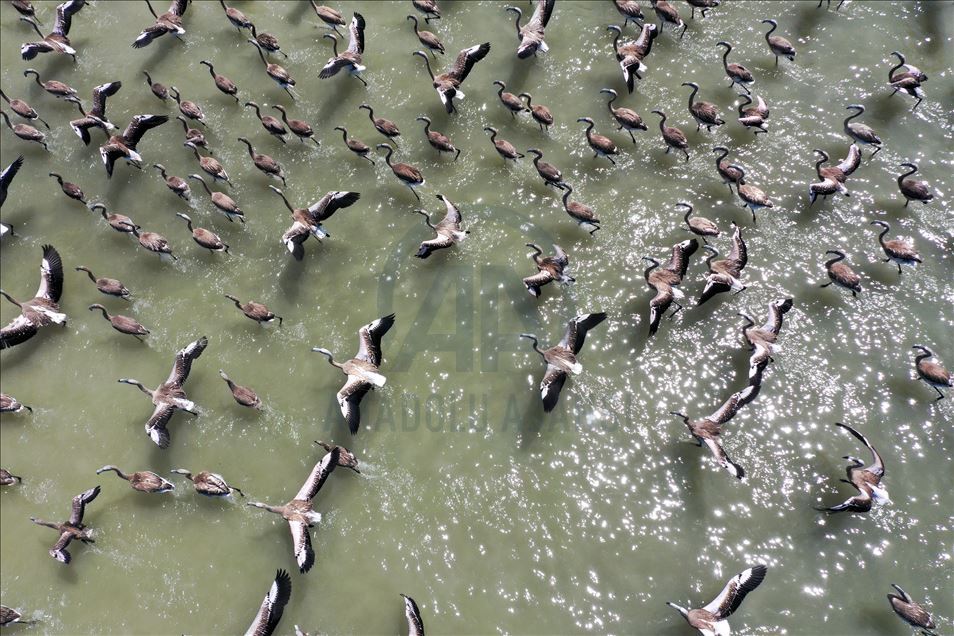 Kreşteki flamingo yavruları rüzgara karşı kanat çırpmaya başladı