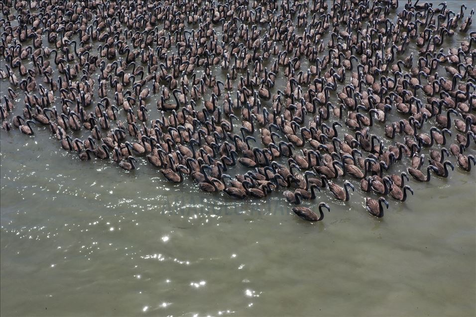 Kreşteki flamingo yavruları rüzgara karşı kanat çırpmaya başladı