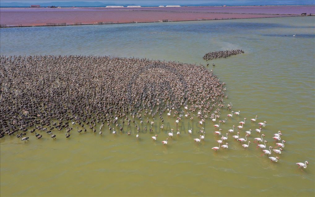 Kreşteki flamingo yavruları rüzgara karşı kanat çırpmaya başladı