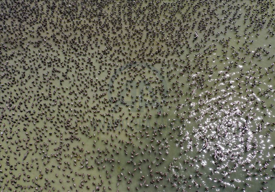 Kreşteki flamingo yavruları rüzgara karşı kanat çırpmaya başladı