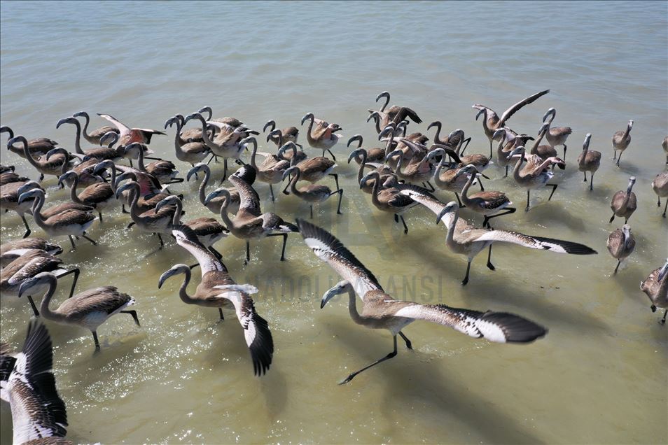 Kreşteki flamingo yavruları rüzgara karşı kanat çırpmaya başladı