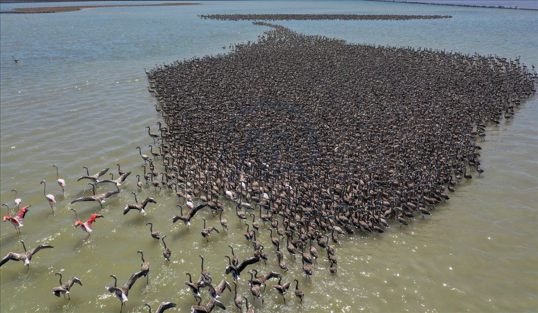 Kreşteki flamingo yavruları rüzgara karşı kanat çırpmaya başladı