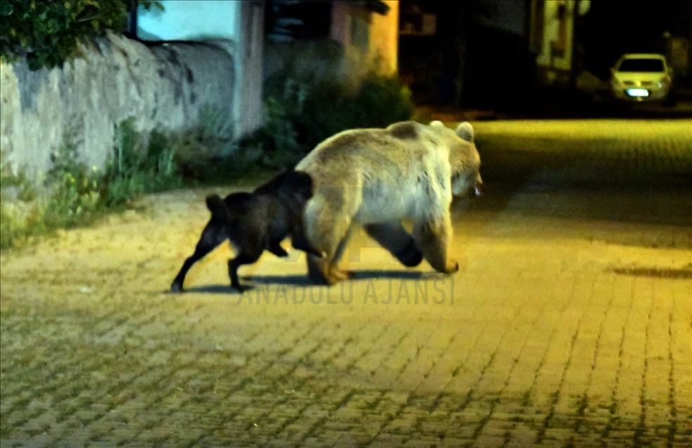 "Cesur" mahalleye inen boz ayıların korkulu rüyası oldu
