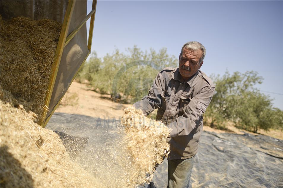 آلة مُطوّرة في غزة.. تحصد القمح وتصنع التبن وتحمي المزارع
