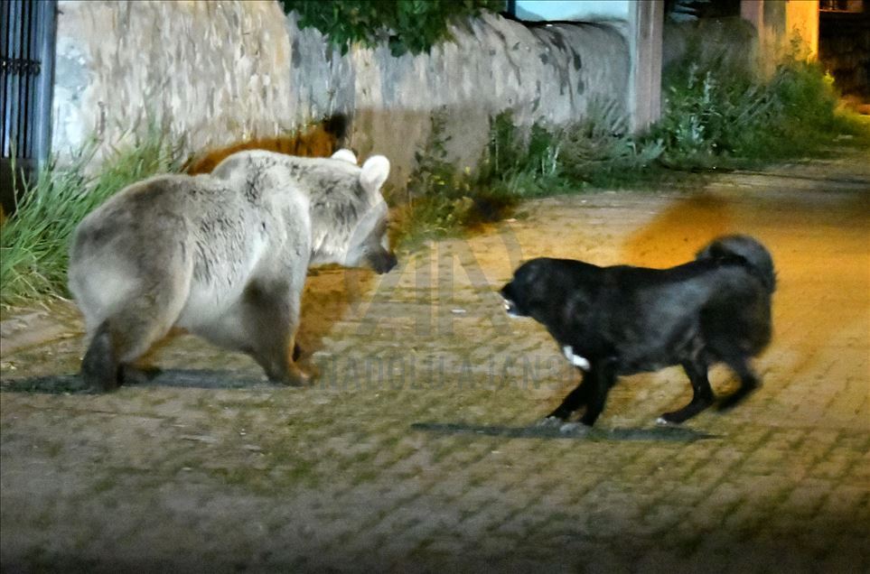"Cesur" mahalleye inen boz ayıların korkulu rüyası oldu
