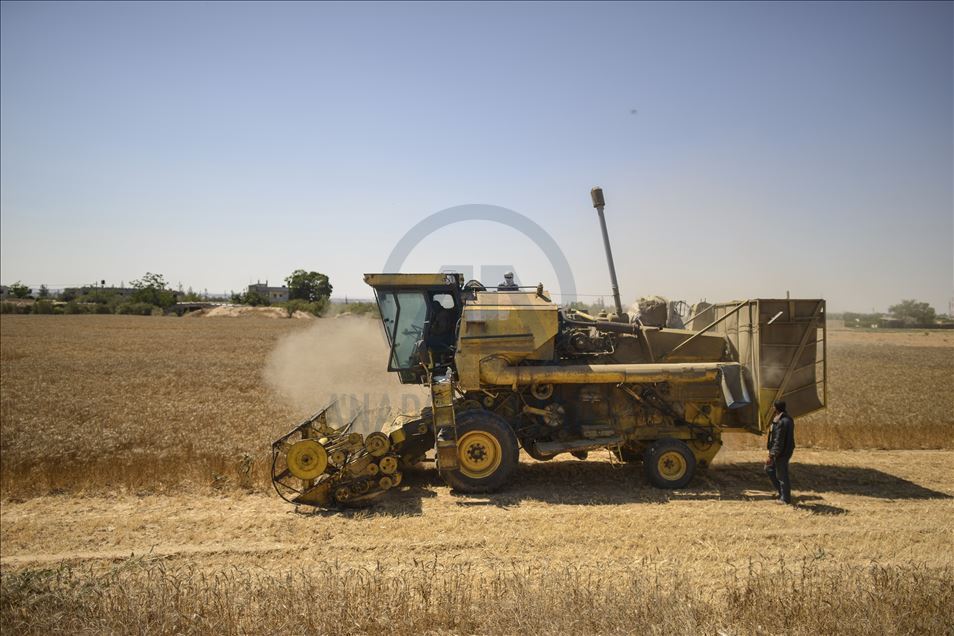 آلة مُطوّرة في غزة.. تحصد القمح وتصنع التبن وتحمي المزارع
