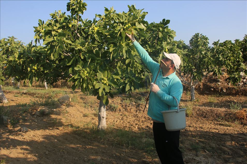 Aydın'da taze incir hasadı başladı
